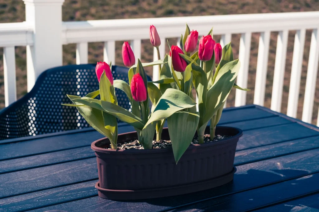 5 Mental Health Benefits of Spending Time Outside on Your Deck